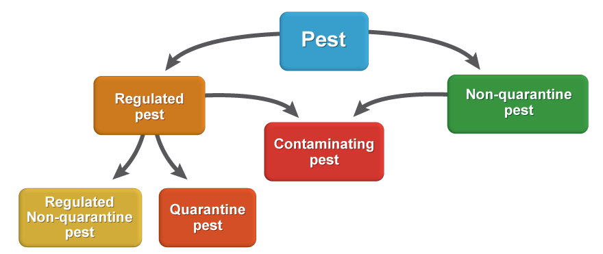 Interrelationship Between “Pest” Terms