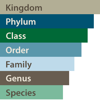 Biological Taxonomy